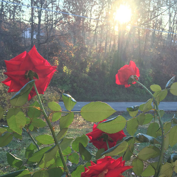 'Crimson Bouquet' at Sunrise in November