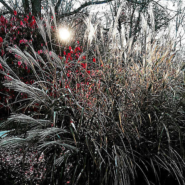 Glistening at Sunrise with the Burning Bush | The Mexican feather grass (Stipa tenuissima),