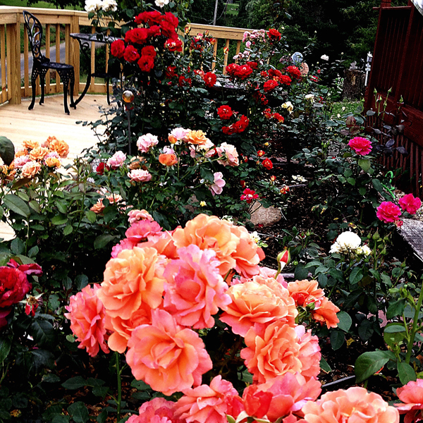 I Called This Picture 'The Garden Last Night'; I walked out on the deck and took a picture of exactly how the garden was in bloom on one summer evening, 'Easy Does It', 'Drop Dead Red', 'Hot Cocoa' and 'Bolero'