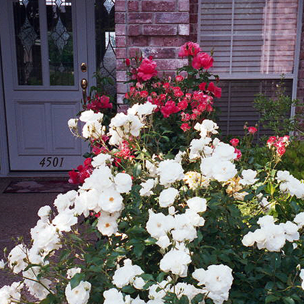 Texas Front Rose Walk of Roses 'Iceberg', 'Blastoff'