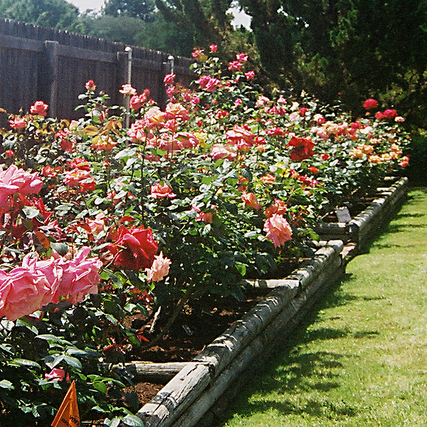 Texas Rose Garden View Out My Kitchen Window