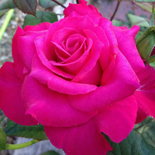 Pretty Lady Rose