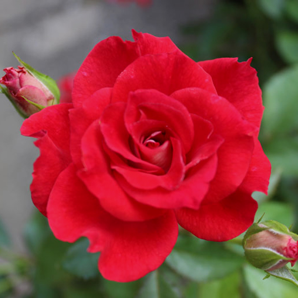 Top Ten Roses of 2015 – Gaga's Garden