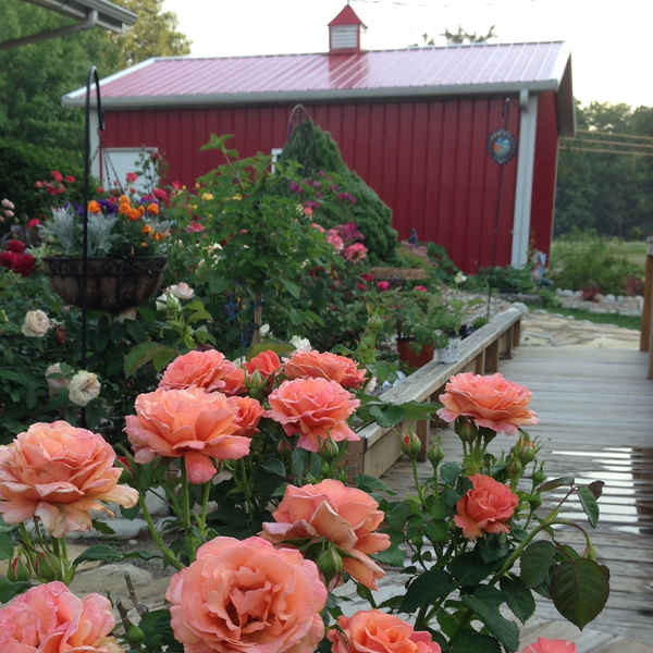 Gaga's Little Red Barn, A Symbol of the country lifestyle, and the transition of urban life, moving from Plano, Texas to a village of 1100 in Illinois.