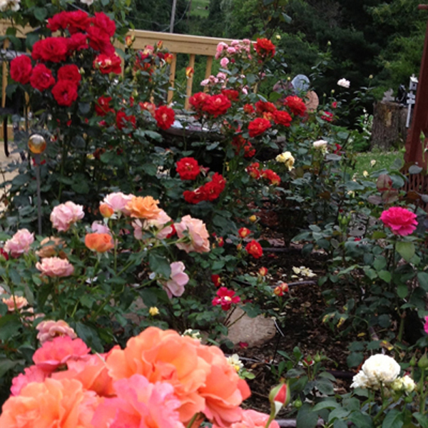 Gaga's Illinois Rose Garden, the elevated garden of hybrid teas, floridunda's, and David Austin Roses.