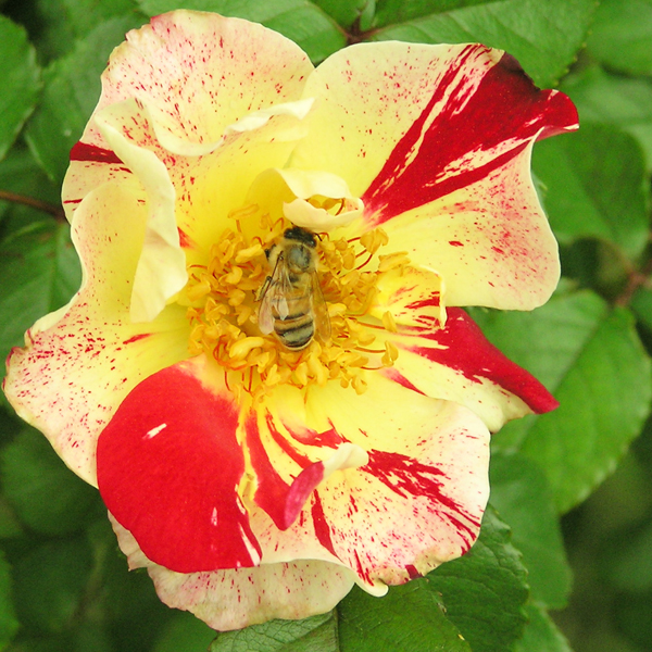 Bee on Fourth of July Climbing Rose Bush