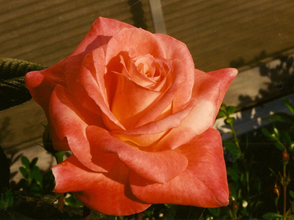 Bred by William A. Warriner (United States, 1990). Introduced in United States by Jackson & Perkins (Wholesale) in 1991 as 'Barbara Bush'. Hybrid Tea.