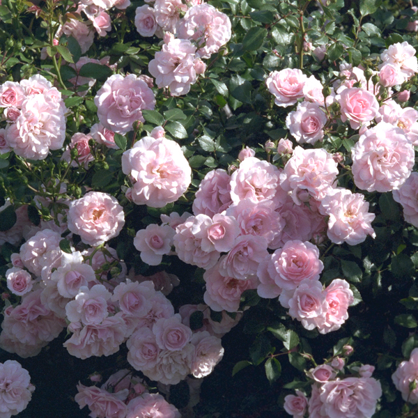 Bonica, Shrub rose always the first to bloom in the spring in my Texas rose garden