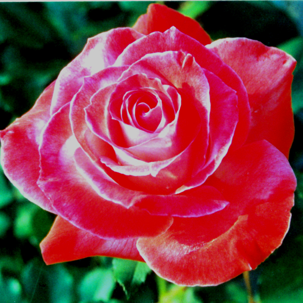 Exhibition name: Brigadoon ™ Bred by William A. Warriner (United States, 1991). Introduced in United States by Jackson & Perkins Co. in 1992 as 'Brigadoon'. Hybrid Tea. New Generation Roses Â® Collection.