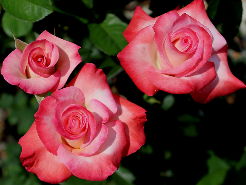 Pink blend Hybrid Tea. Registration name: JACnepal Exhibition name: Gemini Bred by Dr. Keith W. Zary (United States, 1991). Introduced in United States by Bear Creek Gardens, Inc. in 1999 as 'Gemini'.