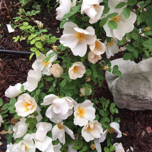 'Nevada' Hybrid Moyessii | Blooms twice a year, very fragrant