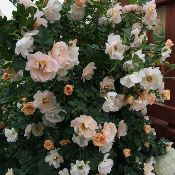 'Above and Beyond' Roses in Bloom in the Rose Garden