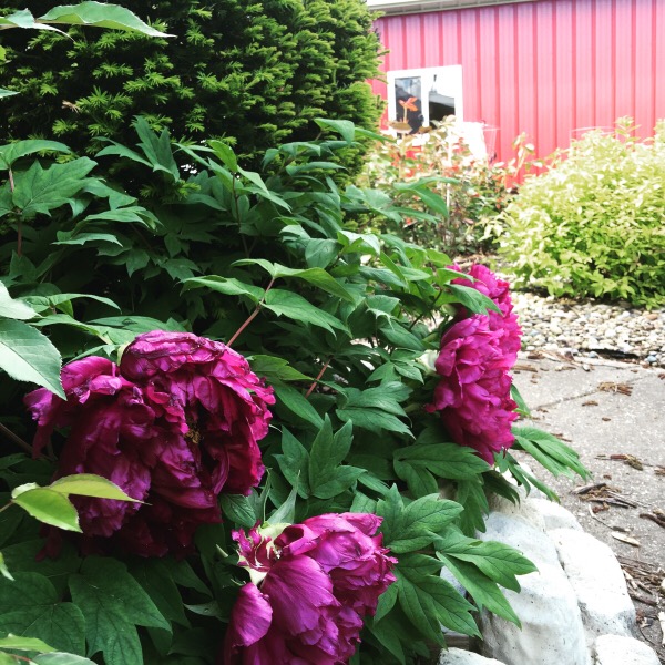 'Black Dragon' Peony Tree My First Peony That I Planted to Bloom in Illinois