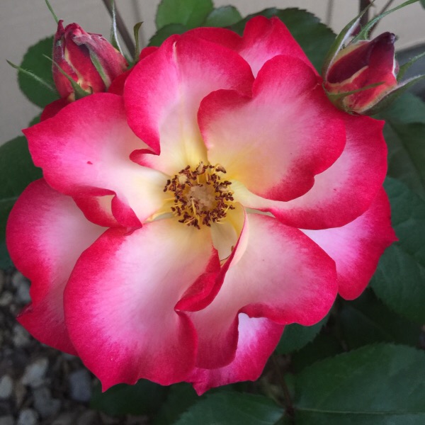 'Betty Boop' Floribunda, a red-blend beauty that lasts and lasts in the rose garden