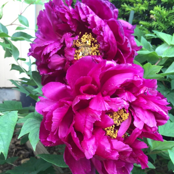 'Black Dragon' Peony Blooms