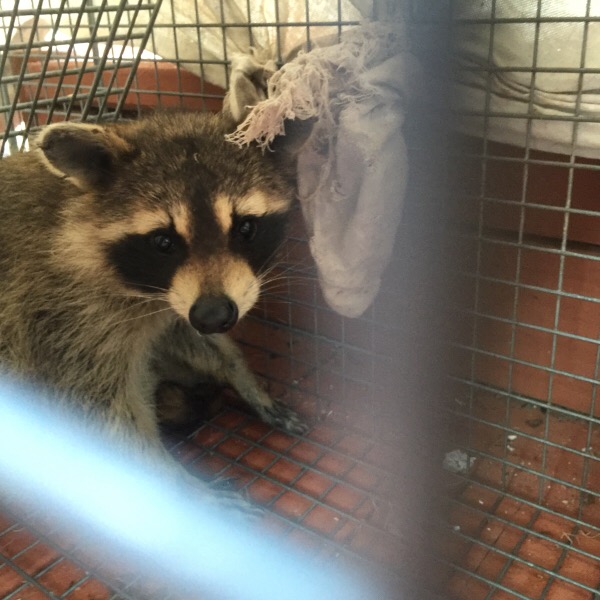 Rosey Racoon Captured in a Safe Capture & Release Cage