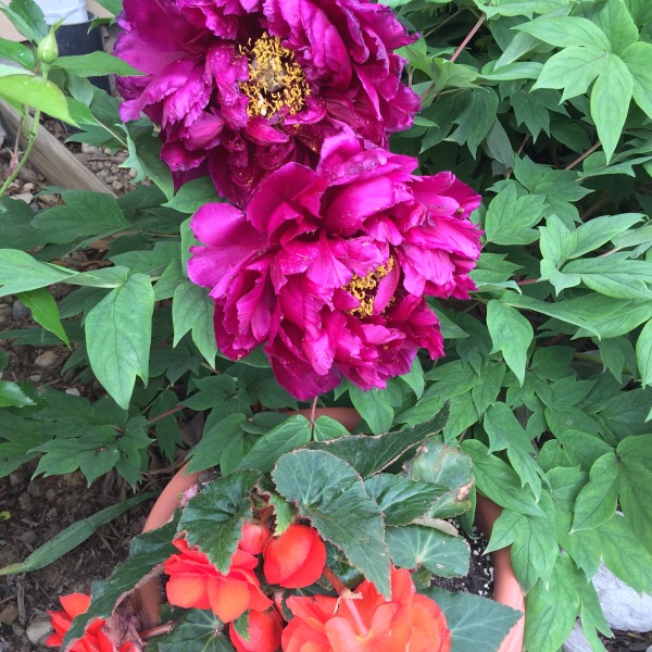 'Black Dragon' Peony Blooms | Tuberous Begonias for a Size Comparison