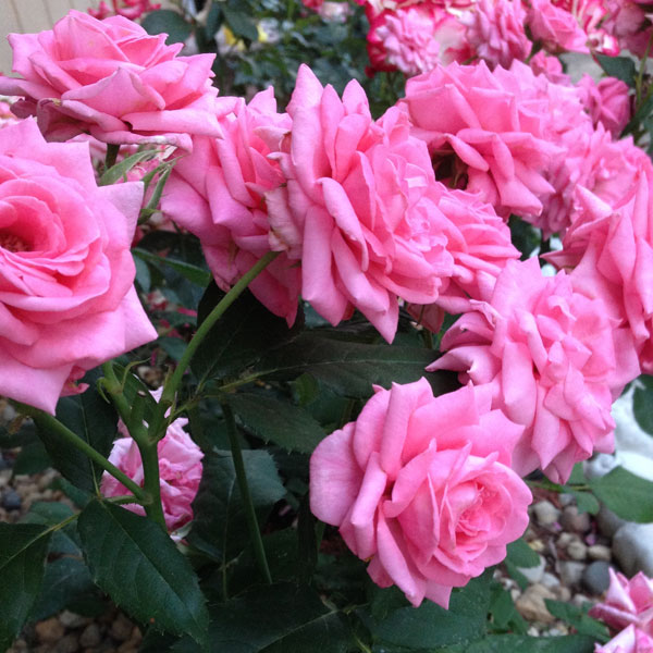 'Gene Boerner' a floribunda rose named for the man that worked his entire life for Jackson & Perkins 'aka' as 'Papa Floribunda', he hybridized more than 60 roses.