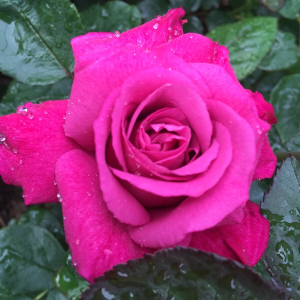 'Heirloom' The first bloom of the 2016 rose blooming season