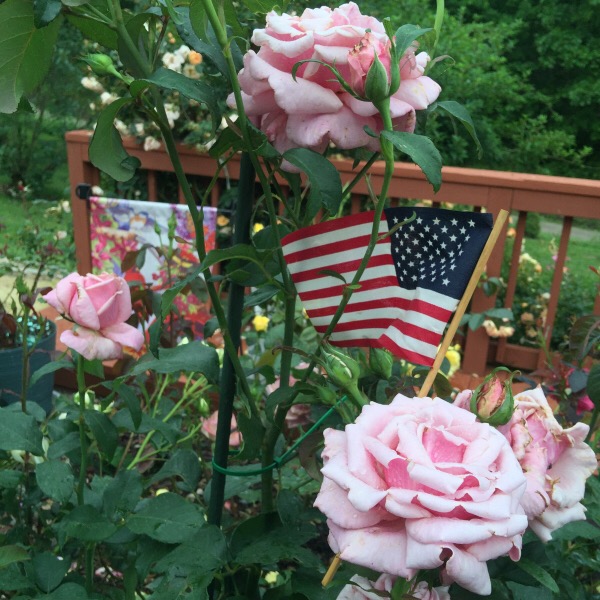 'Memorial Day' blooming on Memorial Day Week End