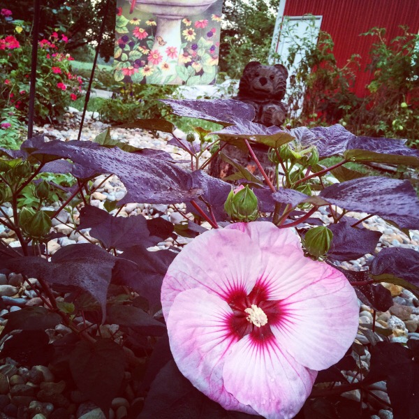 Hibiscus SummerificÂ® 'Berrylicious'