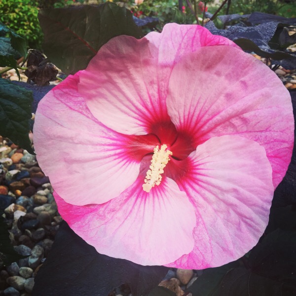 Hibiscus SummerificÂ® 'Berrylicious'