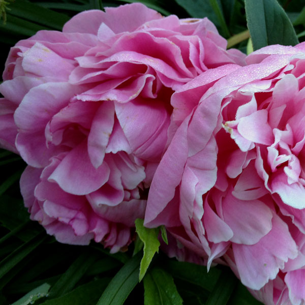 Pink Peonies in Illinois