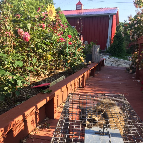 Rosy Raccoon Turned Out To be Our Night Time Rose Garden Assailant