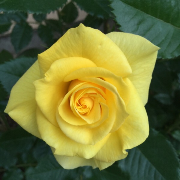 'Sunsprite' a deep yellow floribunda rose that's a winner in the rose garden