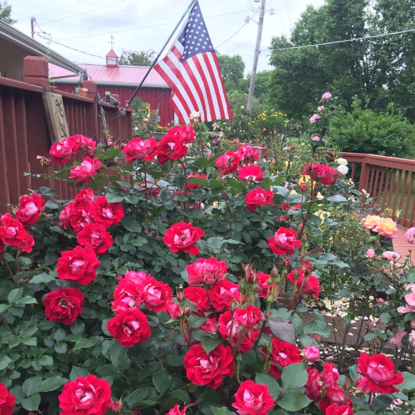 'Take It Easy' blooming on Memorial Day Week-End 2016