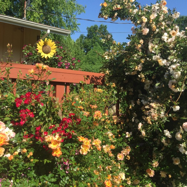 Rosey Raccoon's Rose Walkway