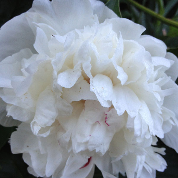 White Peony Found in The Secret Garden