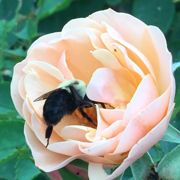 'Above and Beyond' Today With a Bumble Bee | Roses Are Pollinator Attractants