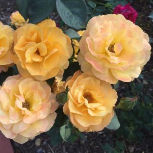 'Good As Gold' Hybrid Tea Rose Color Intensifies as The Heat Warms It