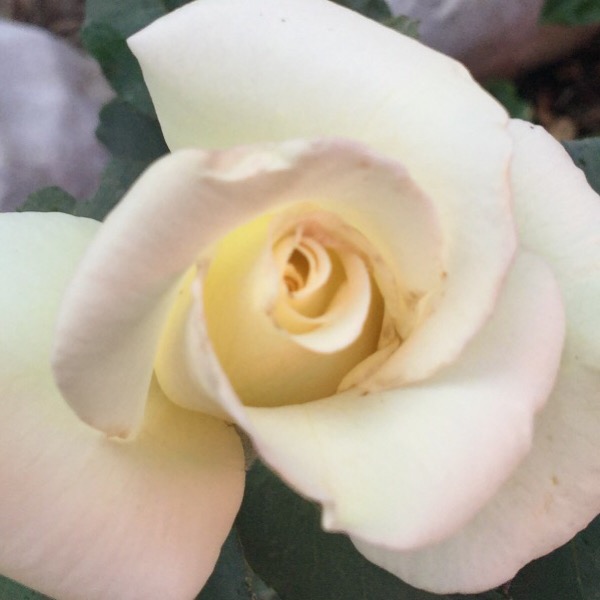 'John F. Kennedy' Planted Bare Root | First Bloom in Central Illinois