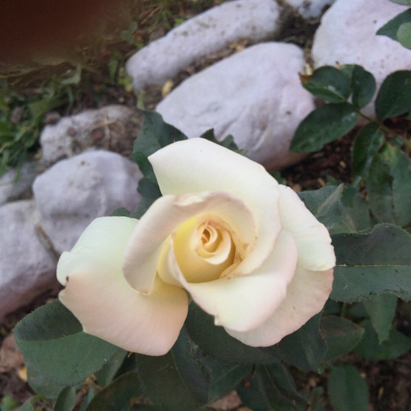 'John F. Kennedy' Planted Bare Root Rose | First Bloom in Central Illinois