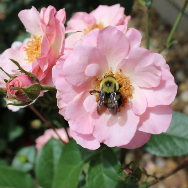 'Kimberlina' Floribunda Rose with a Bumble Bee
