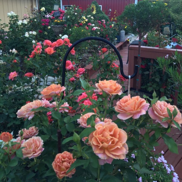 'Pumpkin Patch' Candelabras Light Dawn With An Orange Glow