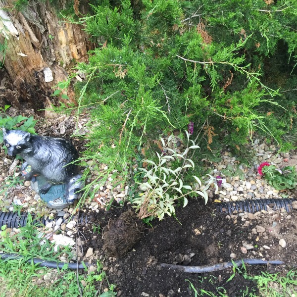Raccoon Statue Next To Plants Ripped Up By A Raccoon