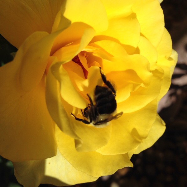 'Sunsprite is a Pollinator Favorite