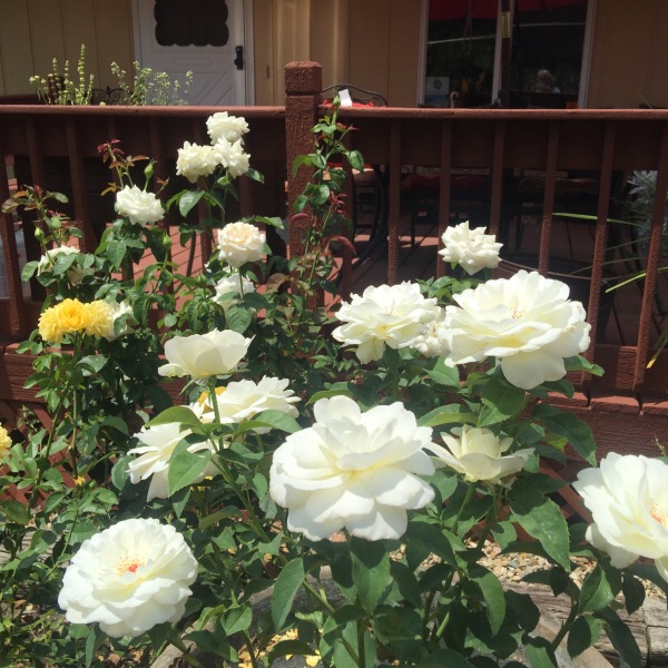 Sugar Moon Hybrid Tea Rose