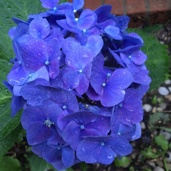 True Blue Flower In Fredericksburg, Virginia