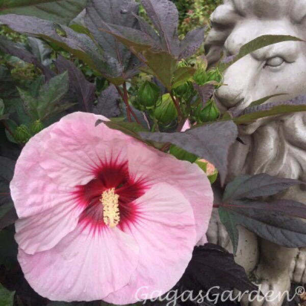SummerificÂ® 'Perfect Storm' - Rose Mallow - Hibiscus hybrid - perennial by Proven Winners With Lion Garden Statues Smelling The Fragrance