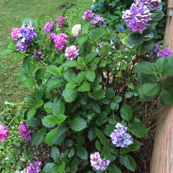 ydrangea Bush With Multiple Shades of Blooms