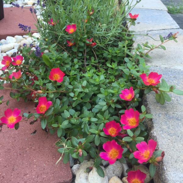 Wild Edible Plants Purslane (Portulaca Oleracea) Moss Roses Gaga's