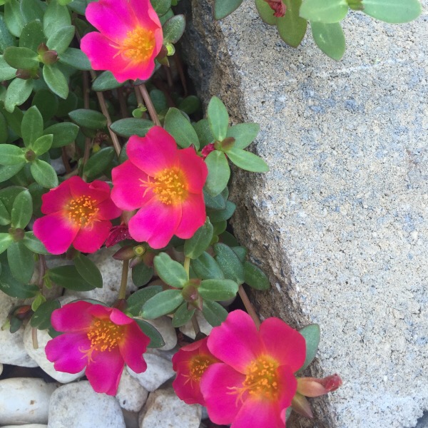 Wild Edible Plants: Purslane (Portulaca Oleracea) | Moss Roses