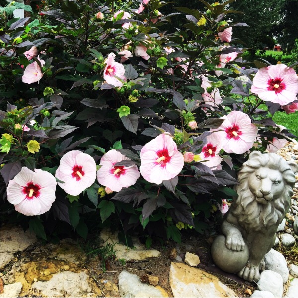 The Desert Shall Bloom Like the Rose" Entryway to the Walk of Roses | SummerificÂ® 'Perfect Storm' - Rose Mallow - Hibiscus hybrid - perennial by Proven Winners