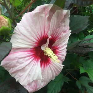 SummerificÂ® 'Perfect Storm' - Rose Mallow - Hibiscus hybrid - perennial