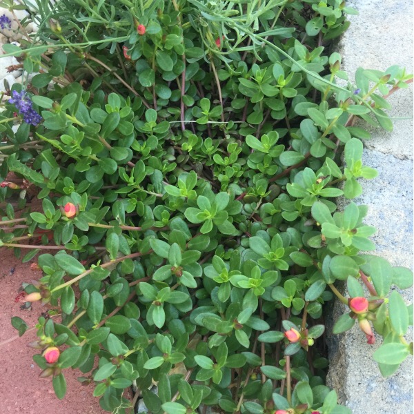 Closed Wild Edible Plants: Purslane (Portulaca Oleracea) | Moss Roses