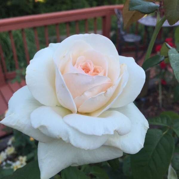 'Francis Meilland' the Best Hybrid Tea named at the Biltmore International Rose Trials 2015